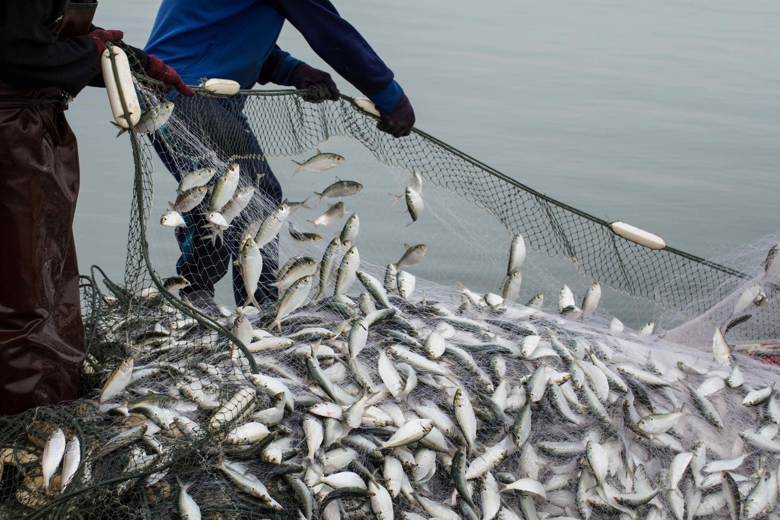 Fishery